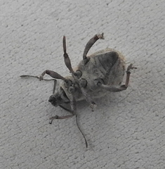 Sciobius