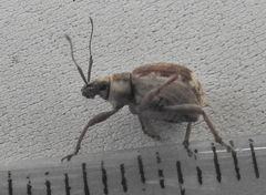Sciobius