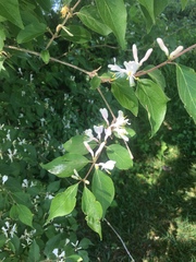 Lonicera maackii