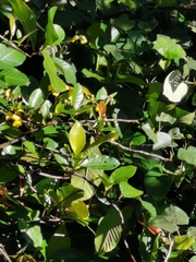 Dillenia suffruticosa