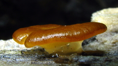 Psilopezia nummularialis