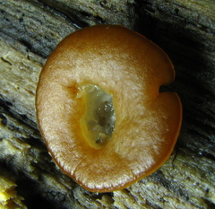 Psilopezia nummularialis