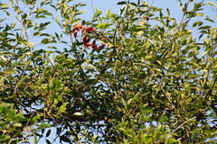 Erythrina crista-galli