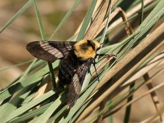 Proserpinus flavofasciata