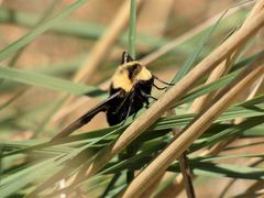 Proserpinus flavofasciata