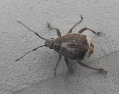 Sciobius