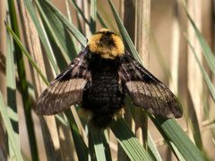 Proserpinus flavofasciata