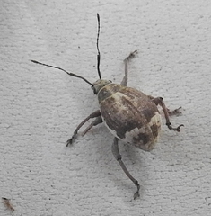 Sciobius