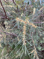 Hakea nodosa