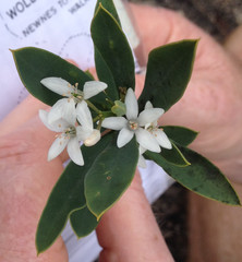 Philotheca myoporoides