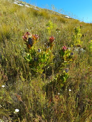 Protea speciosa