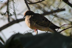 Zenaida auriculata