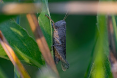 Ronderosia forcipata