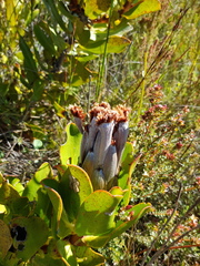 Protea speciosa