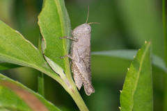 Ronderosia forcipata