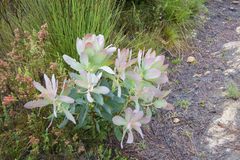 Protea grandiceps