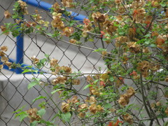 Holmskioldia sanguinea