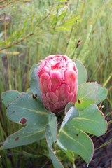 Protea grandiceps
