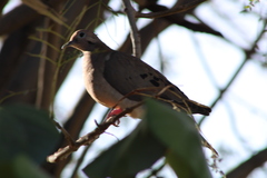 Zenaida auriculata