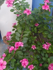 Catharanthus