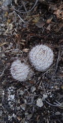 Mammillaria haageana haageana