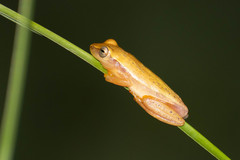 Dendropsophus nanus