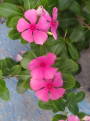 Catharanthus