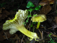 Hygrocybe caespitosa