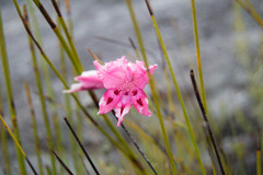Gladiolus crispulatus