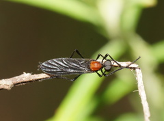 Plecia dimidiata