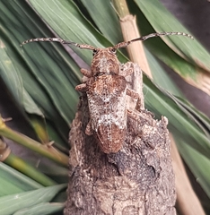 Pterolophia annulata