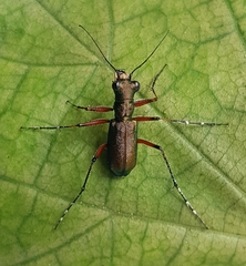 Heptodonta posticalis