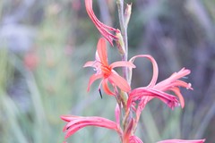 Watsonia angusta