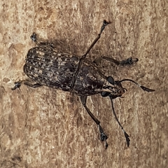Phloeobius