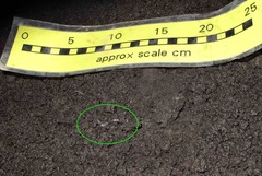 Aporrectodea caliginosa