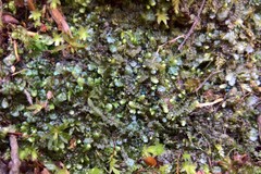 Mniaecia jungermanniae