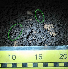 Aporrectodea caliginosa