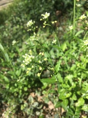 Mummenhoffia alliacea