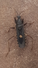 Ectomocoris atrox