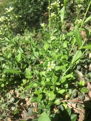 Mummenhoffia alliacea