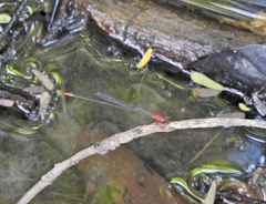 Teinobasis rufithorax