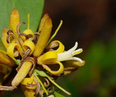 Persoonia confertiflora