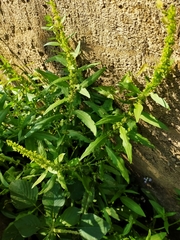 Rumex dentatus