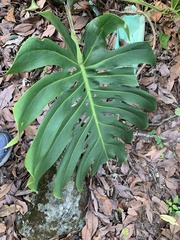 Monstera deliciosa