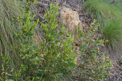 Persoonia confertiflora