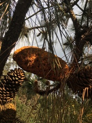 Cronartium conigenum