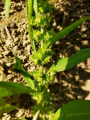 Rumex dentatus