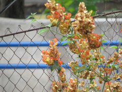 Holmskioldia sanguinea