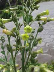 Nicotiana rustica
