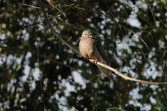 Zenaida auriculata